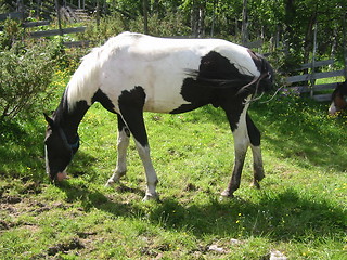 Image showing black and white horse