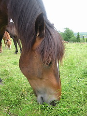 Image showing horse