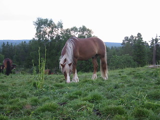 Image showing beautiful horse