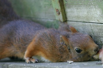 Image showing Squirrel taking nut