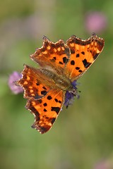 Image showing butterfly