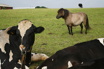 Image showing Calves and horse