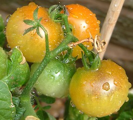 Image showing Home grown tomatoes