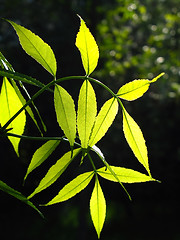 Image showing green foliage glowing in sunlight