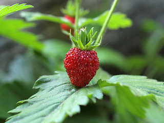 Image showing Strawberries