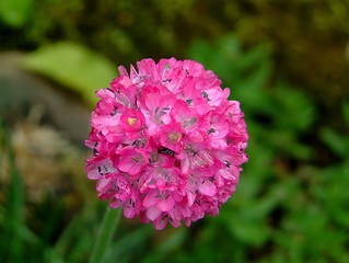 Image showing Round the garden