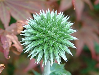 Image showing Prickly customer