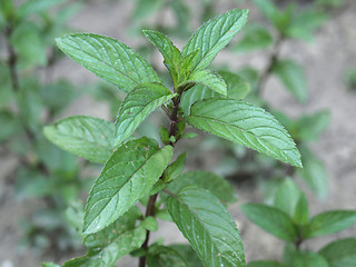 Image showing Peppermint