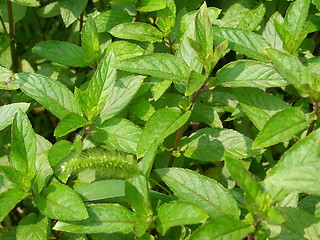 Image showing Peppermint picture