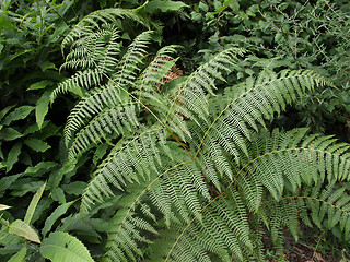 Image showing Fern picture