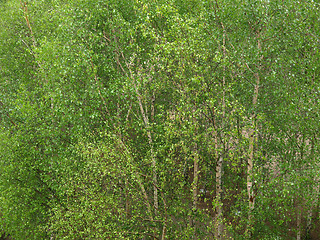 Image showing Birch Tree