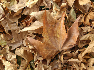 Image showing Falling leaves