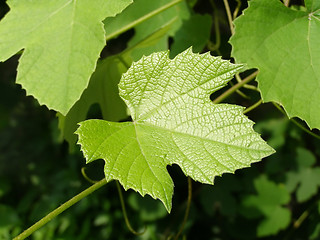 Image showing Vine picture