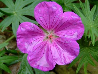 Image showing Purple rain