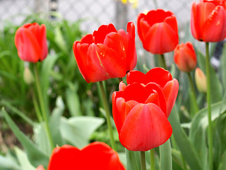 Image showing Tulip picture