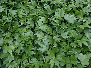 Image showing Ivy picture