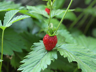 Image showing Strawberries