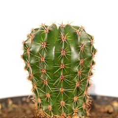 Image showing Cactus picture