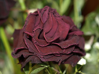 Image showing Decaying rose