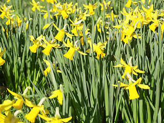 Image showing Daffodils picture