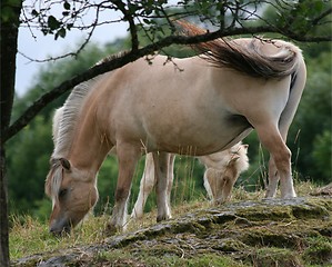 Image showing Horses 31.07.2006