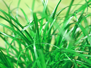 Image showing Grass meadow weed