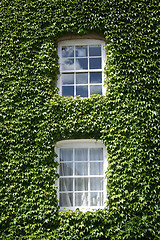 Image showing Windows with green ivy