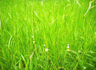 Image showing Meadow picture