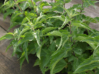 Image showing Stinging nettle