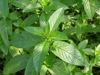 Image showing Peppermint picture