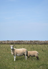 Image showing Sheepish 1