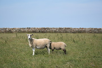 Image showing Sheepish 2
