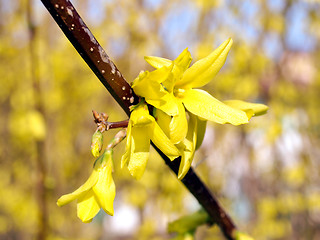 Image showing Forsythia picture