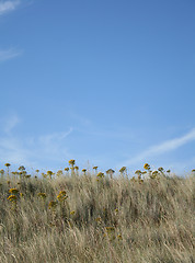 Image showing Plants at Holy Island