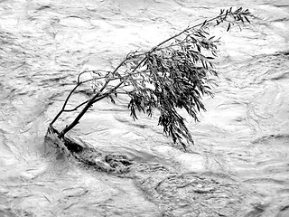 Image showing Lonely tree resisting flood