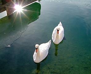 Image showing Swan Lake