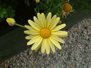 Image showing Fresh as a daisy