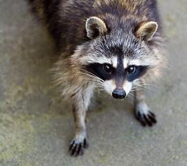 Image showing Sad raccoon