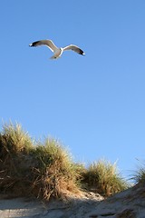 Image showing Gull at a beach