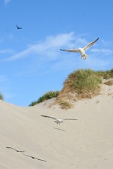 Image showing Gulls at a beach