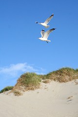 Image showing Gulls at a beach