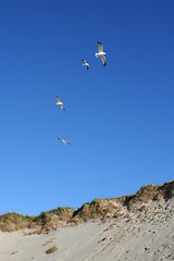 Image showing Gulls at a beach