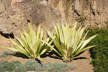Image showing aloe vera cacti