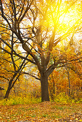 Image showing Colorful autumn