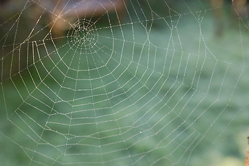 Image showing cobweb