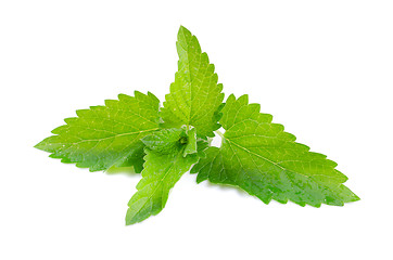 Image showing Green fresh mint