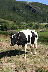 Image showing Cow