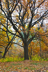 Image showing Colorful autumn