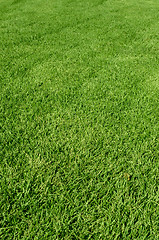 Image showing green grass texture