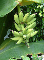 Image showing bananas on the tree